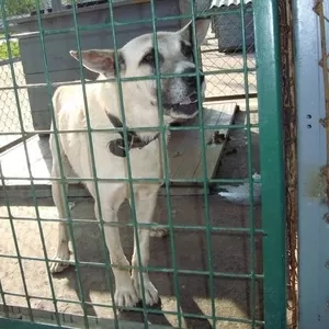 Приют для животных дарит отличного пса в добрые руки