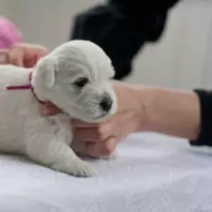 Щенки вест хайленд уайт терьера