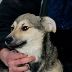 Щенки разного возраста в дар в добрые руки