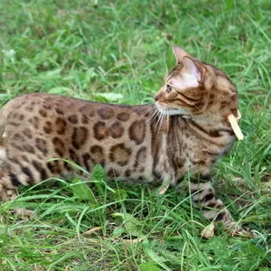 Бенгальский кот приглашает на вязку