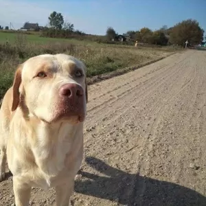 Найден лабрадор вблизи д.Языль