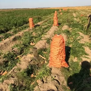 Продаю овощи урожая 2014 г. в сетках:  морковь,  свёкла