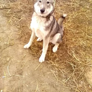 Пропала / украдена собака