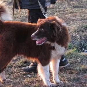 Собаки и щенки разного возраста в дар