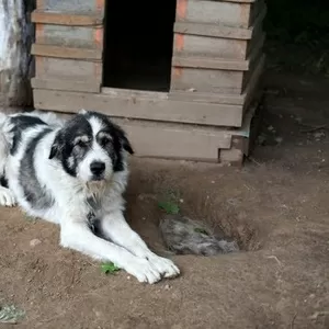 Громадный пес в ДАР