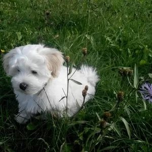 Продам щенка мальтийской болонки ( мальчик, родился в июле).Все прививк