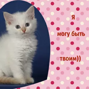 Котята для хороших людей