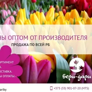 Тюльпаны оптом от производителя. Продажа по всей РБ.