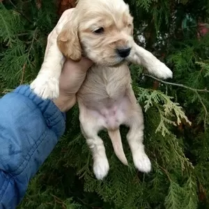 щенки кокер спаниеля