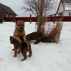 Щенки Западно-Сибирской лайки , рождены 10.01.2018