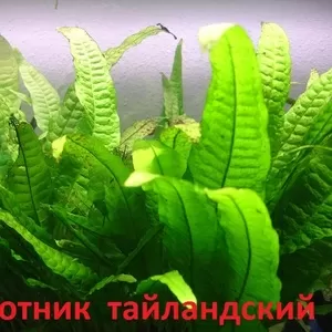 Папоротник тайландский. НАБОРЫ растений для запуска. ПОЧТОЙ и МАРШРУТК