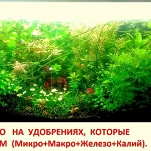 Удобрения - микро,  макро,  калий,  железо,  для растений. ПОЧТОЙ и МАРШ.