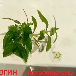 Стаурогин зеленый - почвопокровка. НАБОРЫ для запуска. ПОЧТОЙ вышлю--------------