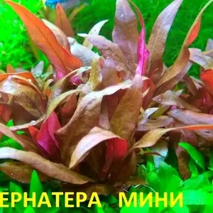 Альтернатера мини. НАБОРЫ для запуска. ПОЧТОЙ вышлю--------------------