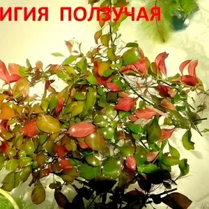 Людвигия ползучая. НАБОРЫ растений для запуска. ПОЧТОЙ вышлю.