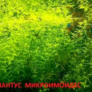 Хемиантус микроимоидес. НАБОРЫ растений для запуска. ПОЧТОЙ и МАРШРУТ