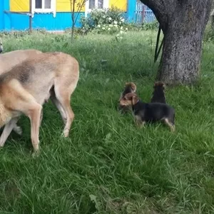 Продаются щенки русской гончей.