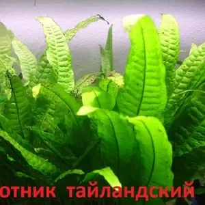 АКВАРИУМНЫЕ РАСТЕНИЯ. Папоротник тайландс. Наборы для запуска. ПОЧТОЙ