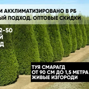 Туя Смарагд,  от 90 см до 1, 5 метра. Живые изгороди.