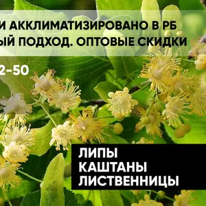 Липы,  каштаны,  лиственницы