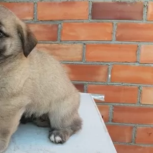 2 девчули ищут дом и любящих хозяев 