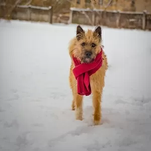 Рекс ищет дом и любящих хозяев.......