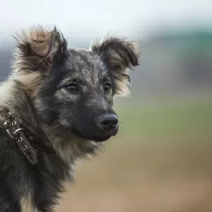 Милая Хеппи ищет дом и любящих хозяев  