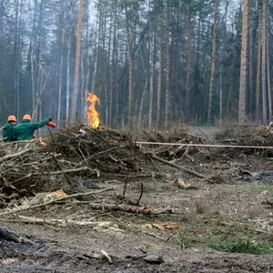 Рабочий для складирования порубочных остатков