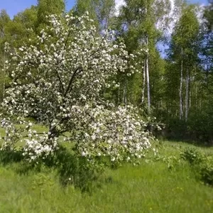 Продам дачу 10 соток,  Бецкое,  Полоцкий район,  СТ Журавинка