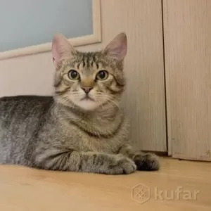 Чудесный полосатый котенок Лёлик в дар добрым сердцам! 